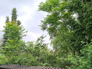 In dem Bereich war vorab alles grün und dicht.<br />Nun kann man wenigstens Wolken und wenn die weg sind wieder die Sonne sehen.